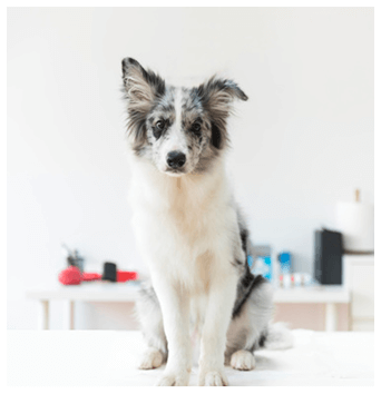 Foto del veterinario con perro