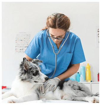 Foto del veterinario con perro